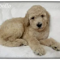 Apollo, a male Labradoodle for sale in Mission, TX – 1 of 5