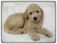 Apollo, a male Labradoodle for sale in Mission, TX – Photo 1 of 5
