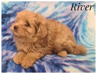 River, a male Pomapoo for sale in Mission, TX – Photo 4 of 7