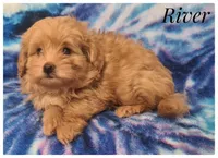 River, a male Pomapoo for sale in Mission, TX – Photo 6 of 7