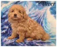 River, a male Pomapoo for sale in Mission, TX – Photo 3 of 7