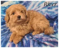 River, a male Pomapoo for sale in Mission, TX – Photo 7 of 7