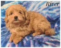 River, a male Pomapoo for sale in Mission, TX – Photo 5 of 7