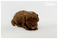 Ember, a male Cavapoo for sale in Mission, TX – 2 of 5