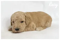 Lucy, a female Labradoodle for sale in Mission, TX – 4 of 5
