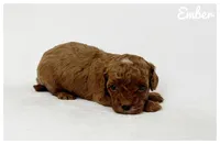 Ember, a male Cavapoo for sale in Mission, TX – 5 of 5
