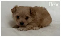 Bear, a male Pomapoo for sale in Mission, TX – Photo 1 of 5
