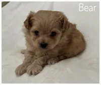 Bear, a male Pomapoo for sale in Mission, TX – Photo 5 of 5