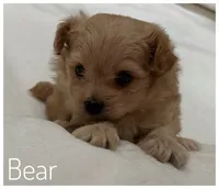 Bear, a male Pomapoo for sale in Mission, TX – Photo 3 of 5