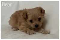 Bear, a male Pomapoo for sale in Mission, TX – Photo 2 of 5