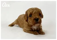 Ace, a male Cavapoo for sale in Mission, TX – 5 of 5