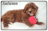 Autumn, a female Cavapoo for sale in Mission, TX – Photo 3 of 5