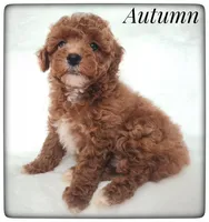 Autumn, a female Cavapoo for sale in Mission, TX – Photo 4 of 5