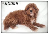 Autumn, a female Cavapoo for sale in Mission, TX – Photo 5 of 5