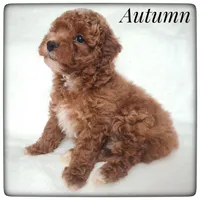 Autumn, a female Cavapoo for sale in Mission, TX – Photo 2 of 5