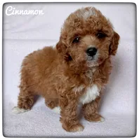 Cinnamon, a female Cavapoo for sale in Mission, TX – Photo 4 of 5
