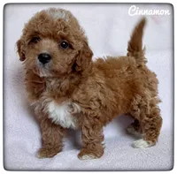 Cinnamon, a female Cavapoo for sale in Mission, TX – Photo 3 of 5