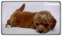 Cinnamon, a female Cavapoo for sale in Mission, TX – Photo 2 of 5