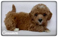 Cinnamon, a female Cavapoo for sale in Mission, TX – Photo 1 of 5