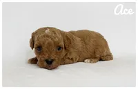 Ace, a male Cavapoo for sale in Mission, TX – 4 of 5