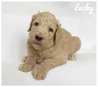 Lucky, a male Labradoodle for sale in Mission, TX – 4 of 5