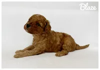 Blaze, a male Cavapoo for sale in Mission, TX – 2 of 5