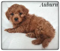 Auburn, a male Cavapoo for sale in Mission, TX – Photo 3 of 6