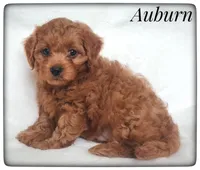 Auburn, a male Cavapoo for sale in Mission, TX – Photo 5 of 6