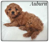 Auburn, a male Cavapoo for sale in Mission, TX – Photo 4 of 6