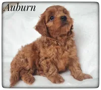 Auburn, a male Cavapoo for sale in Mission, TX – Photo 2 of 6