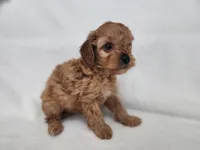 Mars, a male Cavapoo for sale in Mission, TX – 5 of 6