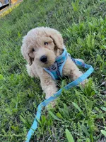 Charlie, a male Labradoodle for sale in Mission, TX – Photo 5 of 10