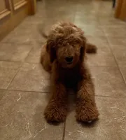 Charlie, a male Labradoodle for sale in Mission, TX – Photo 3 of 10