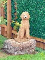 Charlie, a male Labradoodle for sale in Mission, TX – Photo 7 of 10