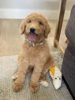 Charlie, a male Labradoodle for sale in Mission, TX – Photo 6 of 10