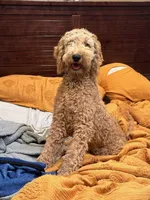 Charlie, a male Labradoodle for sale in Mission, TX – Photo 4 of 10