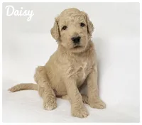 Daisy, a female Labradoodle for sale in Mission, TX – 1 of 5