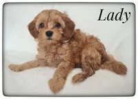 Lady, a female Cavapoo for sale in Mission, TX – Photo 4 of 8
