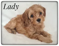 Lady, a female Cavapoo for sale in Mission, TX – Photo 2 of 8
