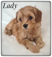 Lady, a female Cavapoo for sale in Mission, TX – Photo 5 of 8