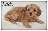 Lady, a female Cavapoo for sale in Mission, TX – Photo 6 of 8
