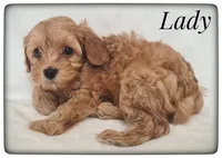 Lady, a female Cavapoo for sale in Mission, TX – Photo 8 of 8