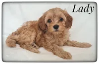 Lady, a female Cavapoo for sale in Mission, TX – Photo 3 of 8