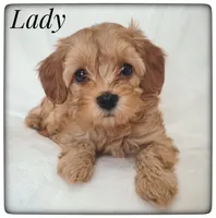Lady, a female Cavapoo for sale in Mission, TX – Photo 1 of 8