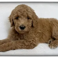 Violet, a female Labradoodle for sale in Mission, TX – 1 of 5
