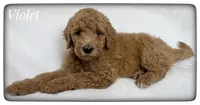 Violet, a female Labradoodle for sale in Mission, TX – Photo 1 of 5