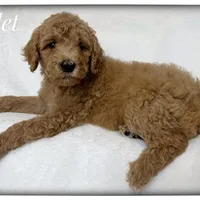 Violet, a female Labradoodle for sale in Mission, TX – 3 of 5