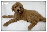 Violet, a female Labradoodle for sale in Mission, TX – Photo 3 of 5