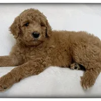 Violet, a female Labradoodle for sale in Mission, TX – 2 of 5
