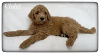 Violet, a female Labradoodle for sale in Mission, TX – Photo 2 of 5